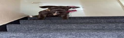 Mixed Breed dogs for sale: Cane corso   - Advert 2