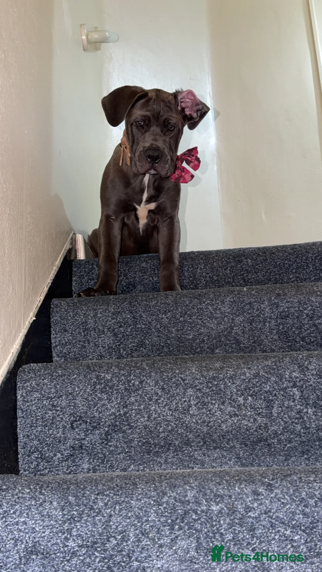 Mixed Breed dogs for sale: Cane corso   - Advert 2