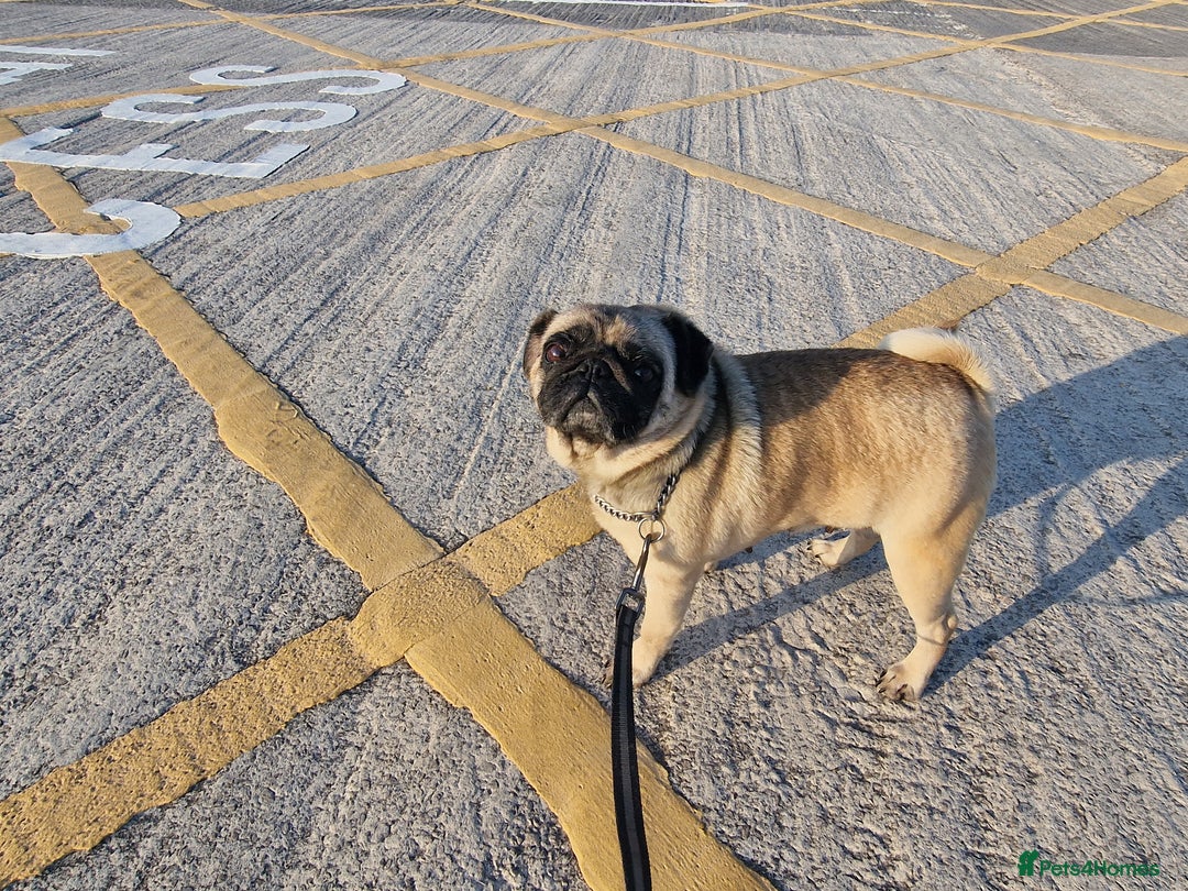 Pug dogs for sale: Lollita - Image 10