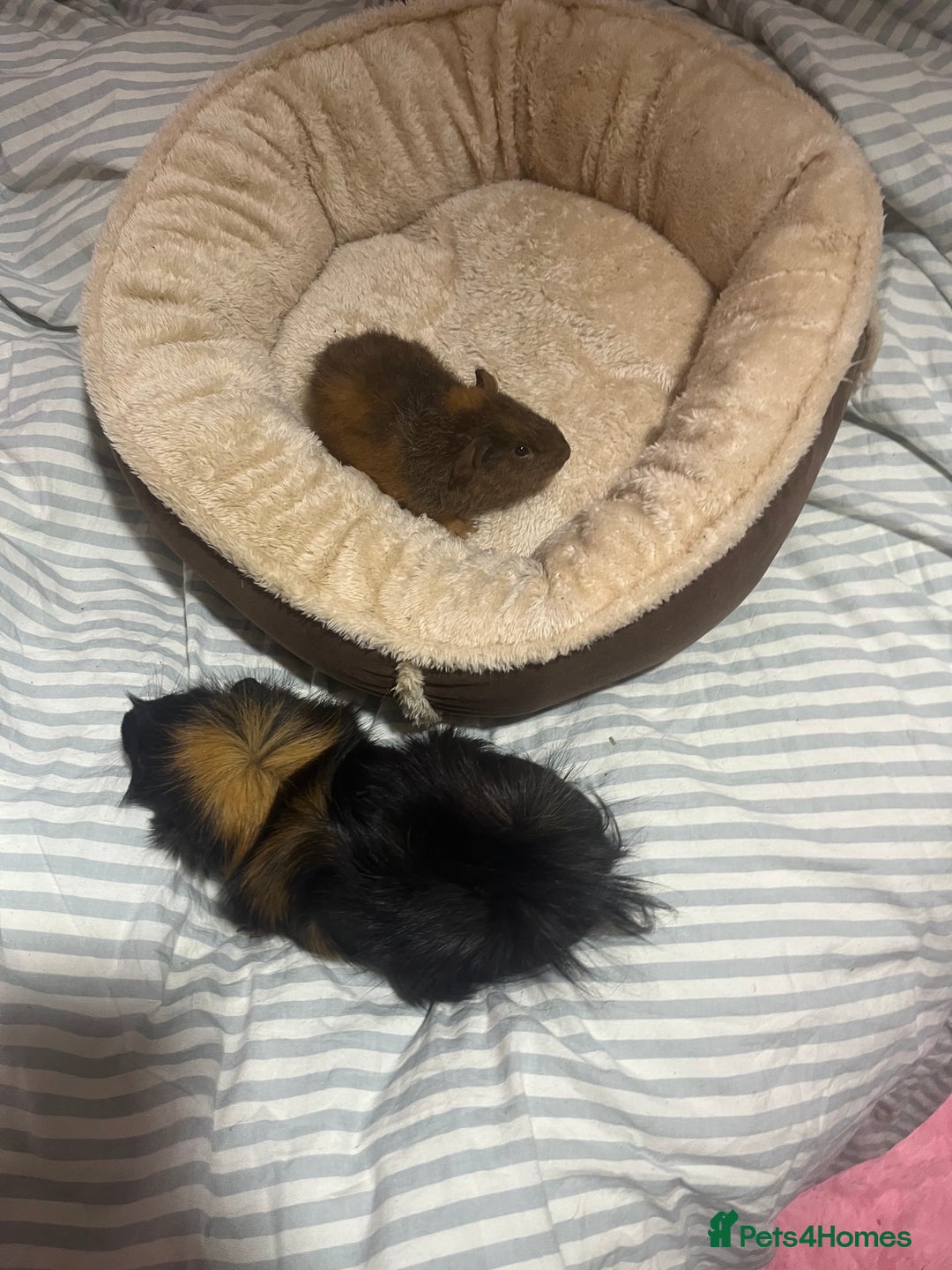 Guinea Pig rodents for sale: 2 bonded male guinea pigs - Advert 2