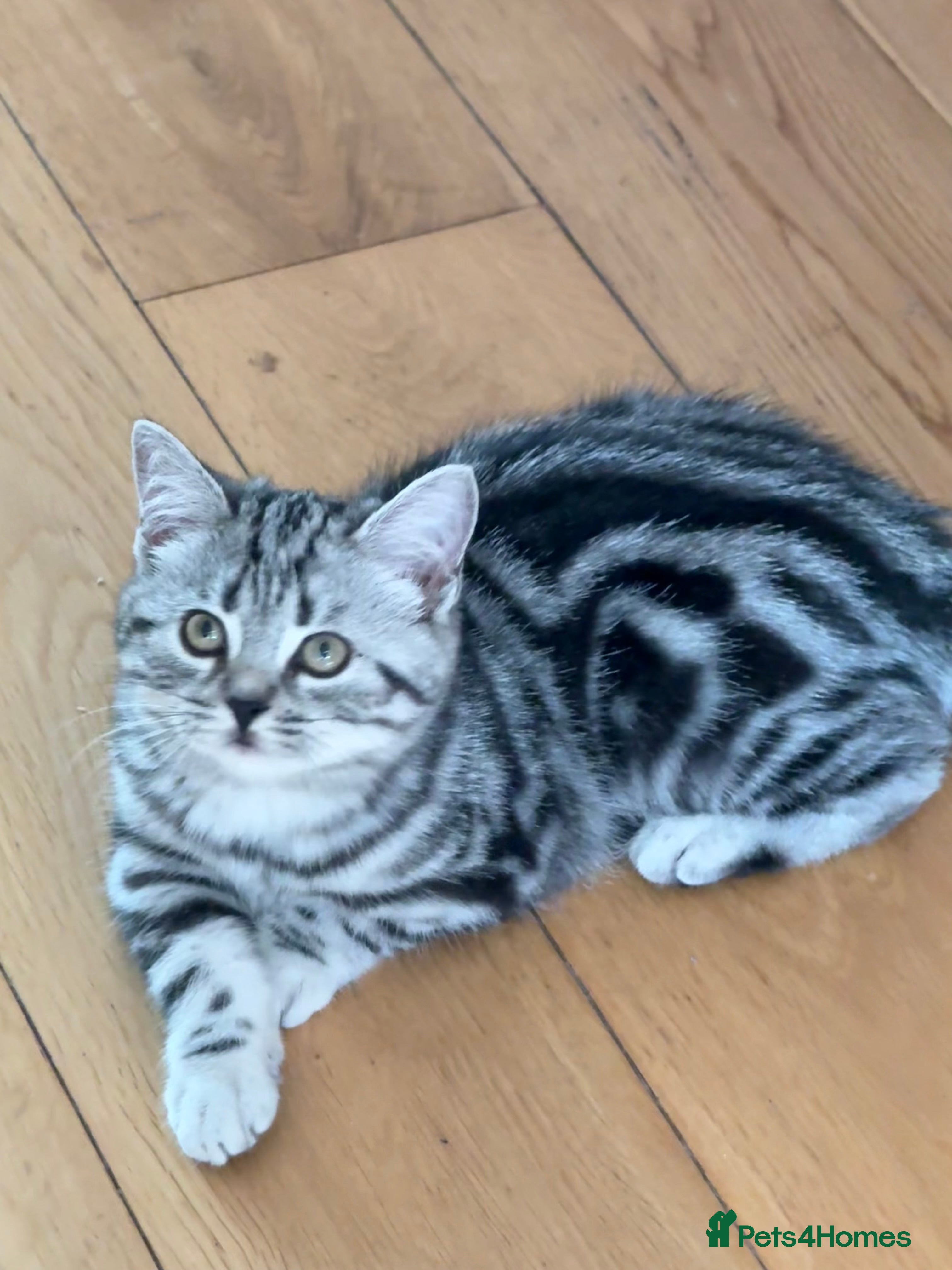 British Shorthair cats Top quality stunning British shorthair silvers - Advert 1