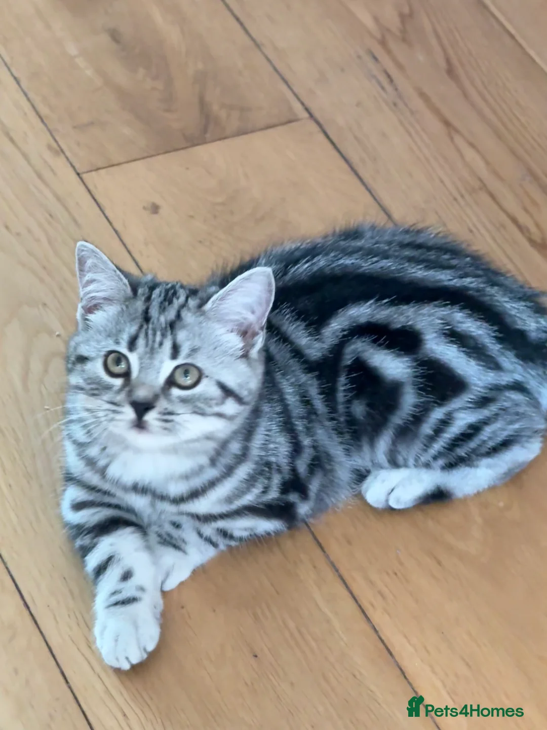 British Shorthair cats for sale: Top quality stunning British shorthair silvers - Advert 1