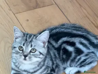 British Shorthair cats Top quality stunning British shorthair silvers - Advert 1