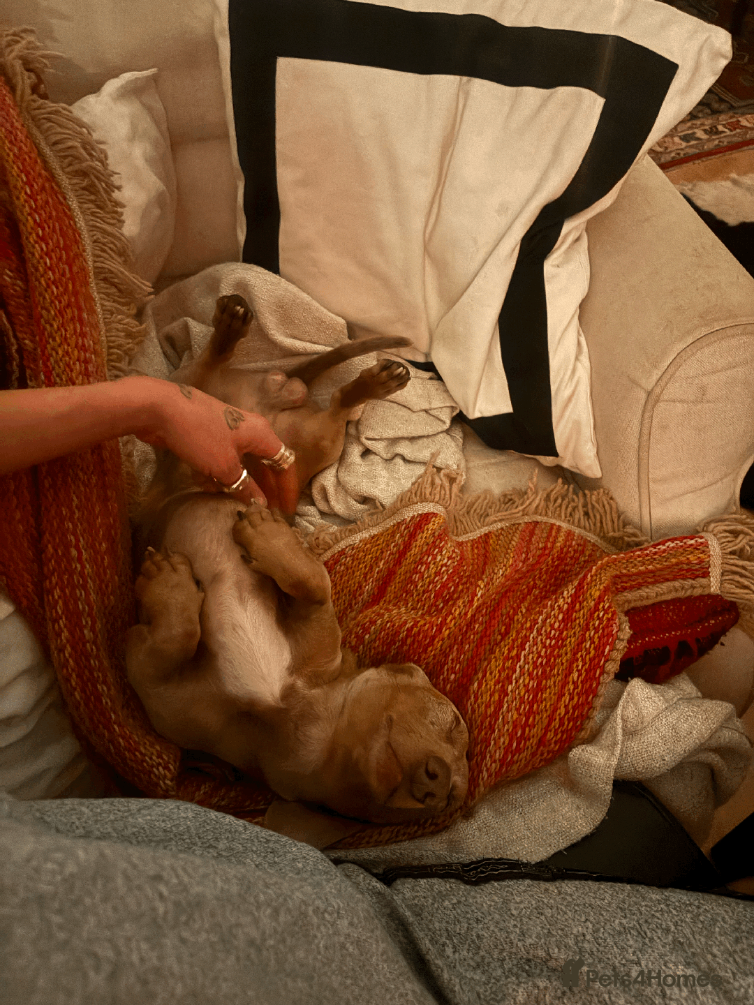 Miniature Dachshund dogs for sale: Buddy - Image 13