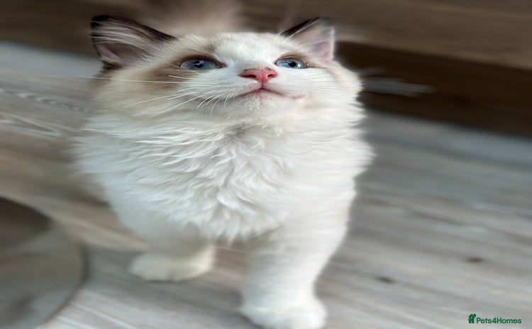 Ragdoll cats - Advert 2