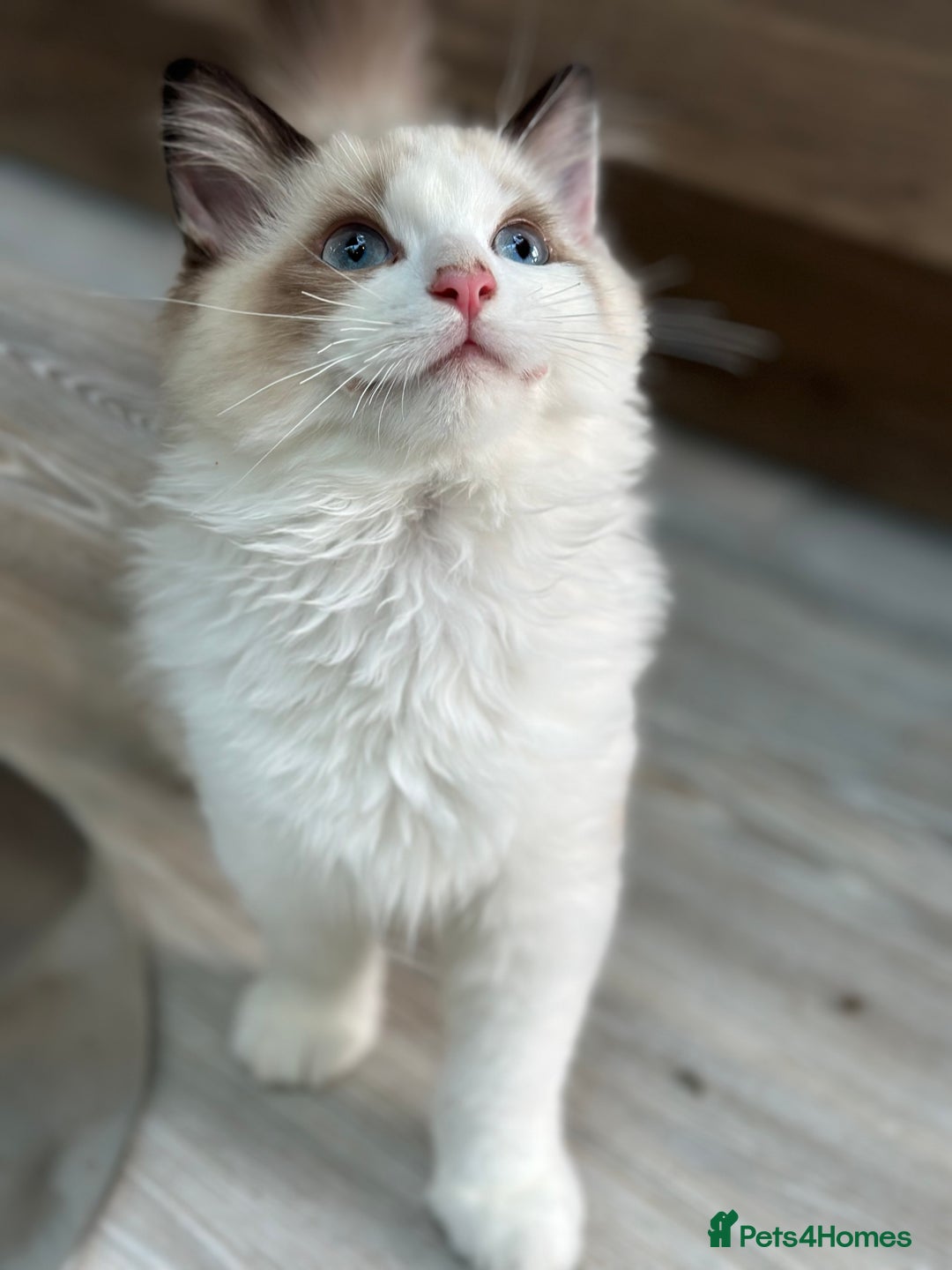 Ragdoll cats for sale: Rare European Chunky ragdolls - Image 7