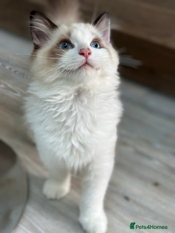 Ragdoll cats - Advert 10
