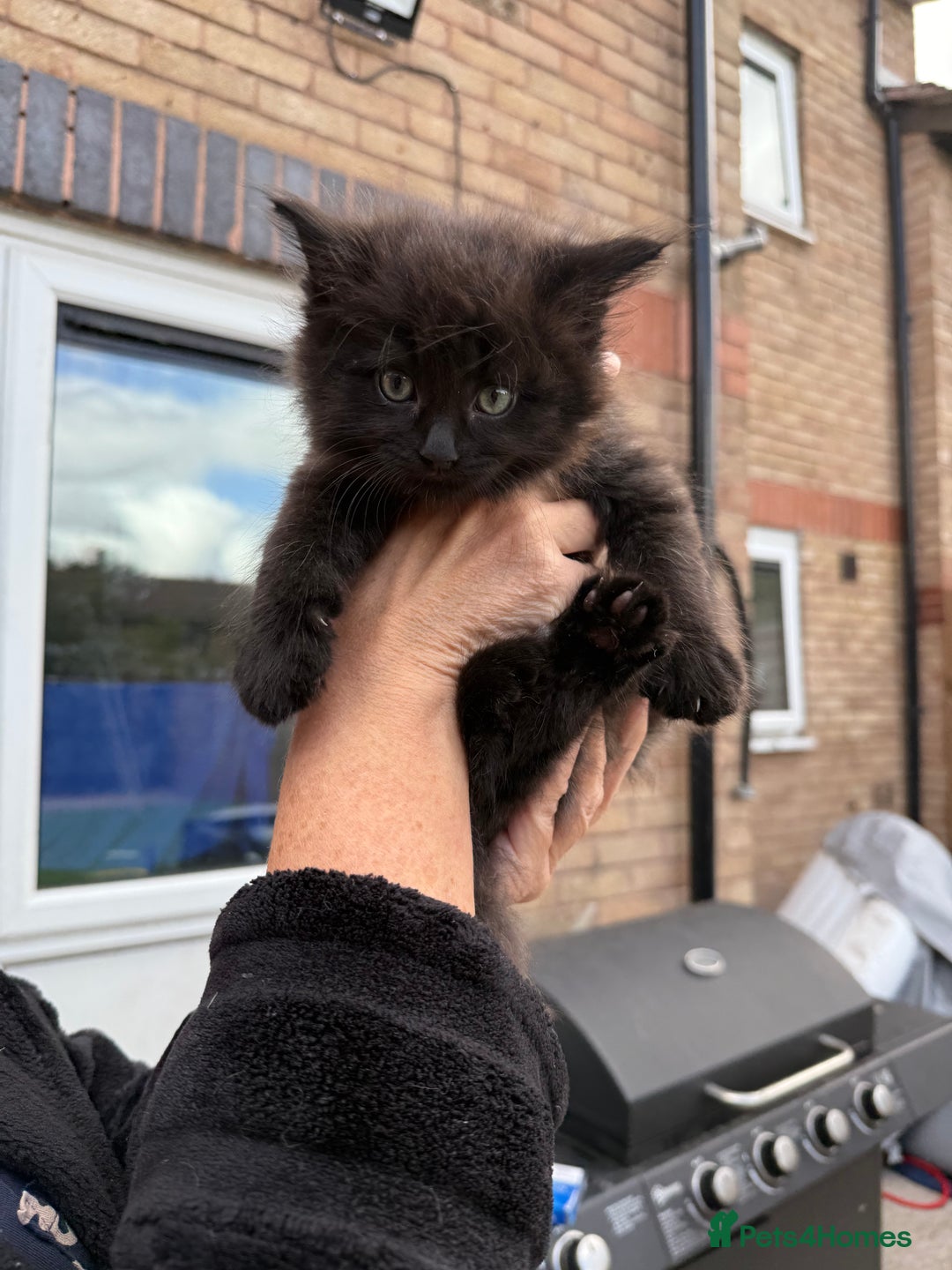 Ragdoll cats for sale: Ragdoll x English shorthair  - Image 5