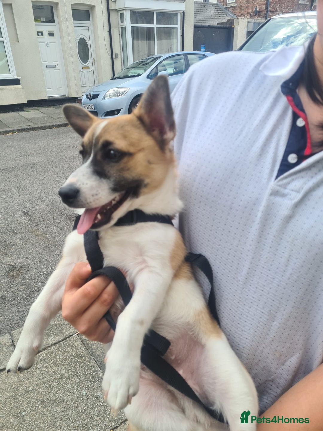 Welsh Corgi Pembroke dogs for sale: Corgi pup male 4 months old - Image 6