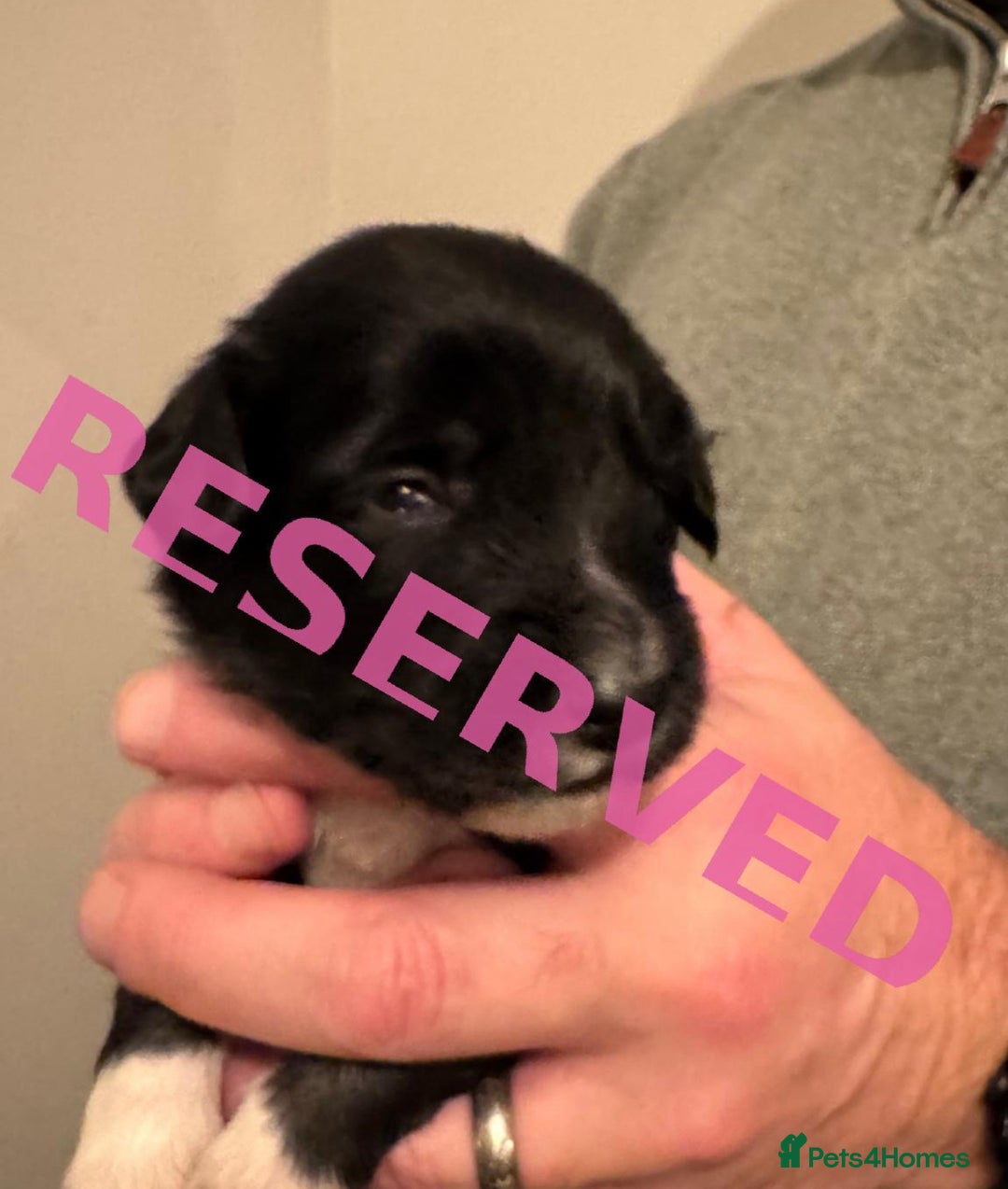 Bordoodle dogs for sale: 🐾 Beautiful Bordoodle Puppies Available 🐾 - Advert 34