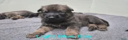 German Shepherd dogs for sale: DDR German Shepherds  - Advert 12
