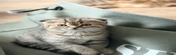 Scottish Fold cats for sale: !!! Stunning Scottish fold kittens for sale !!! - Advert 14