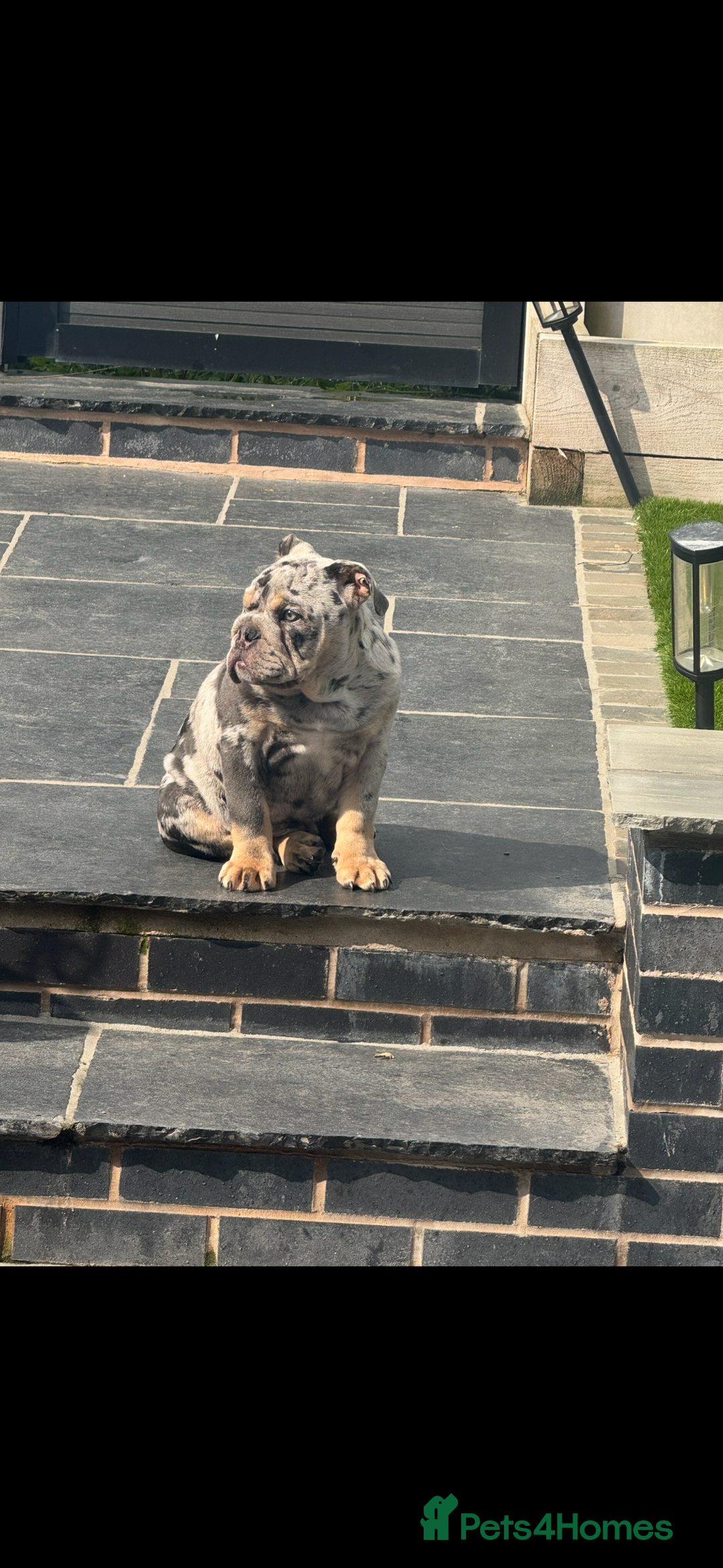 English Bulldog dogs for sale: Grey Merle male english bulldog puppy - Image 22