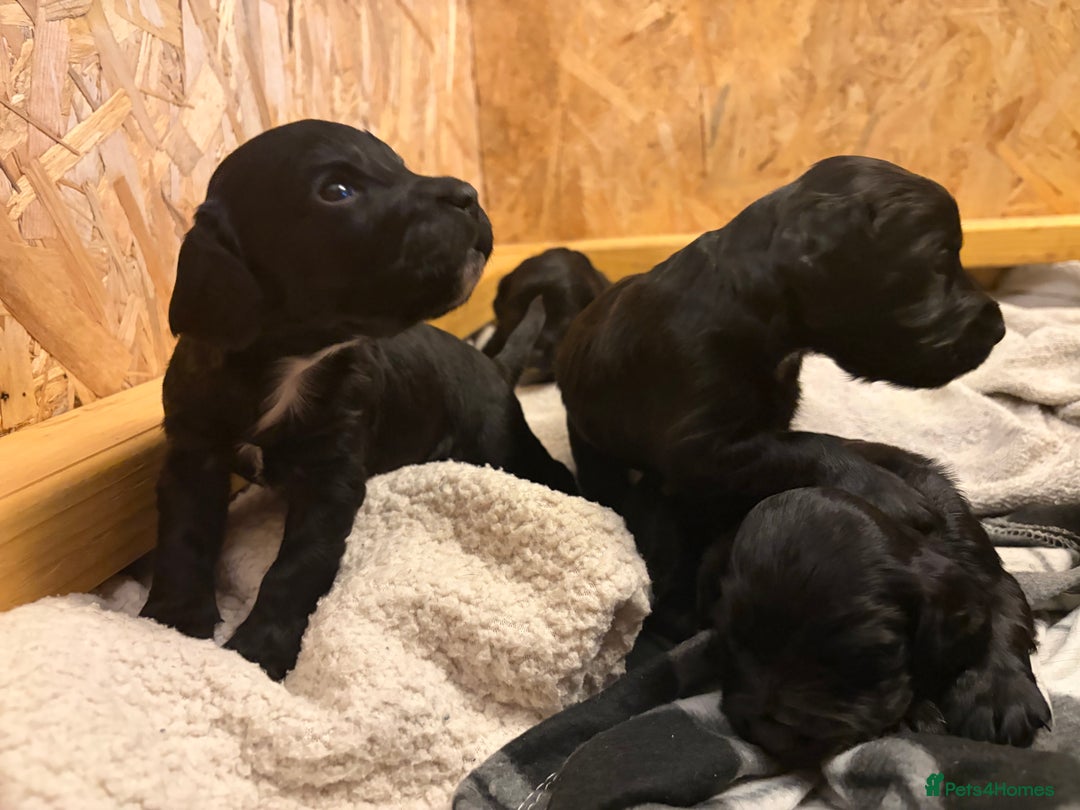Cocker Spaniel dogs for sale: 6 Working Cocker pups KC registered - Advert 11
