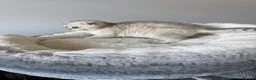 Scottish Fold cats for sale: Scotish Fold / Scotish straight - Advert 5