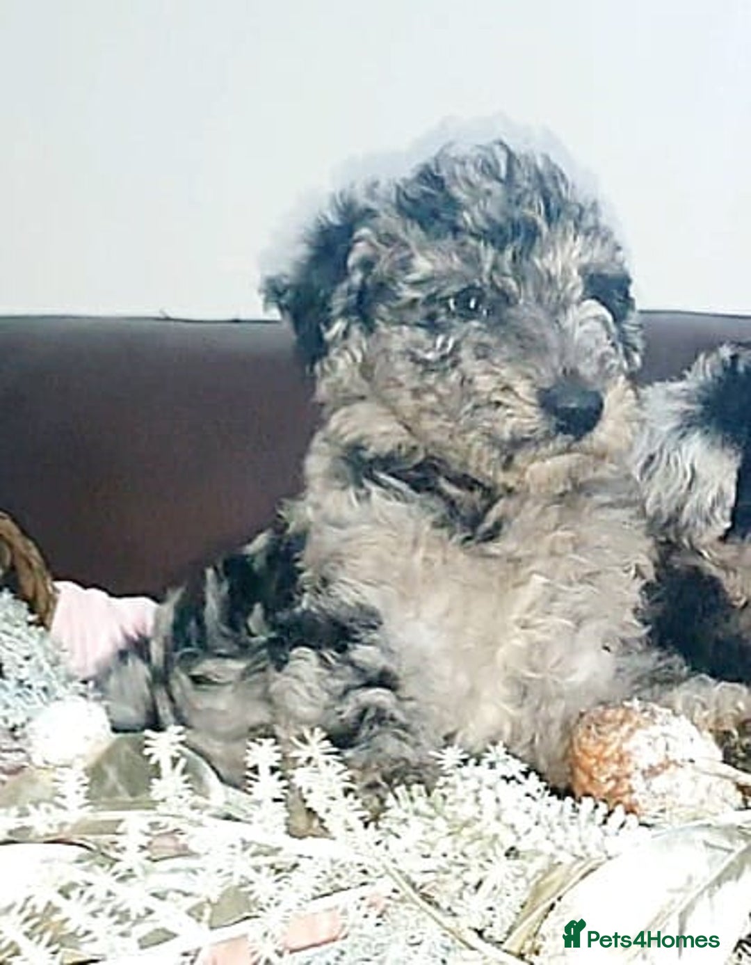 Mixed Breed dogs for sale: STUNNING FOODLE PUPPIES - Advert 15