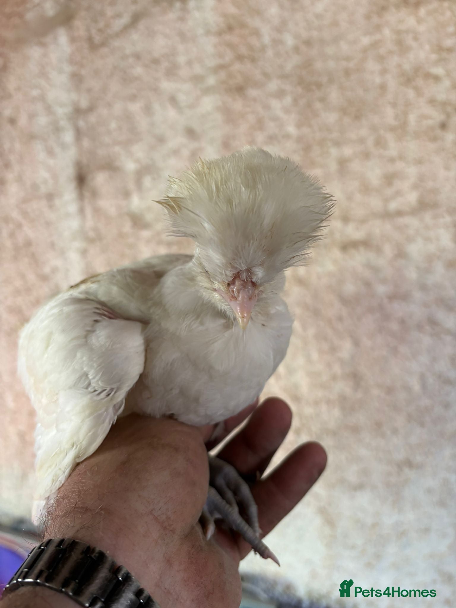 Chickens poultry Female Chicks off heat, 4 weeks old  - Advert 2