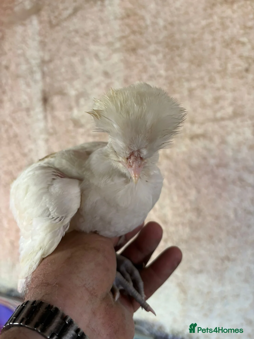 Chickens poultry for sale: Female Chicks off heat, 4 weeks old  - Advert 2