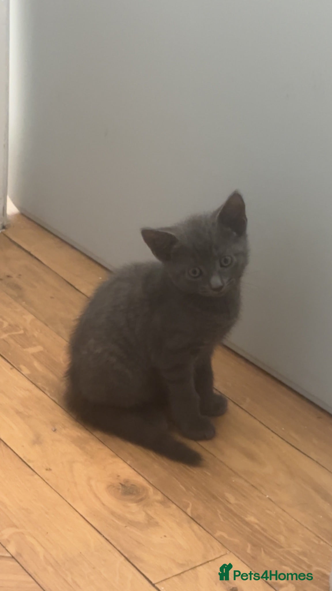 Mixed Breed cats URGENT - Advert 1