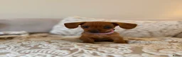 Mixed Breed dogs for sale: Rosie - Advert 2