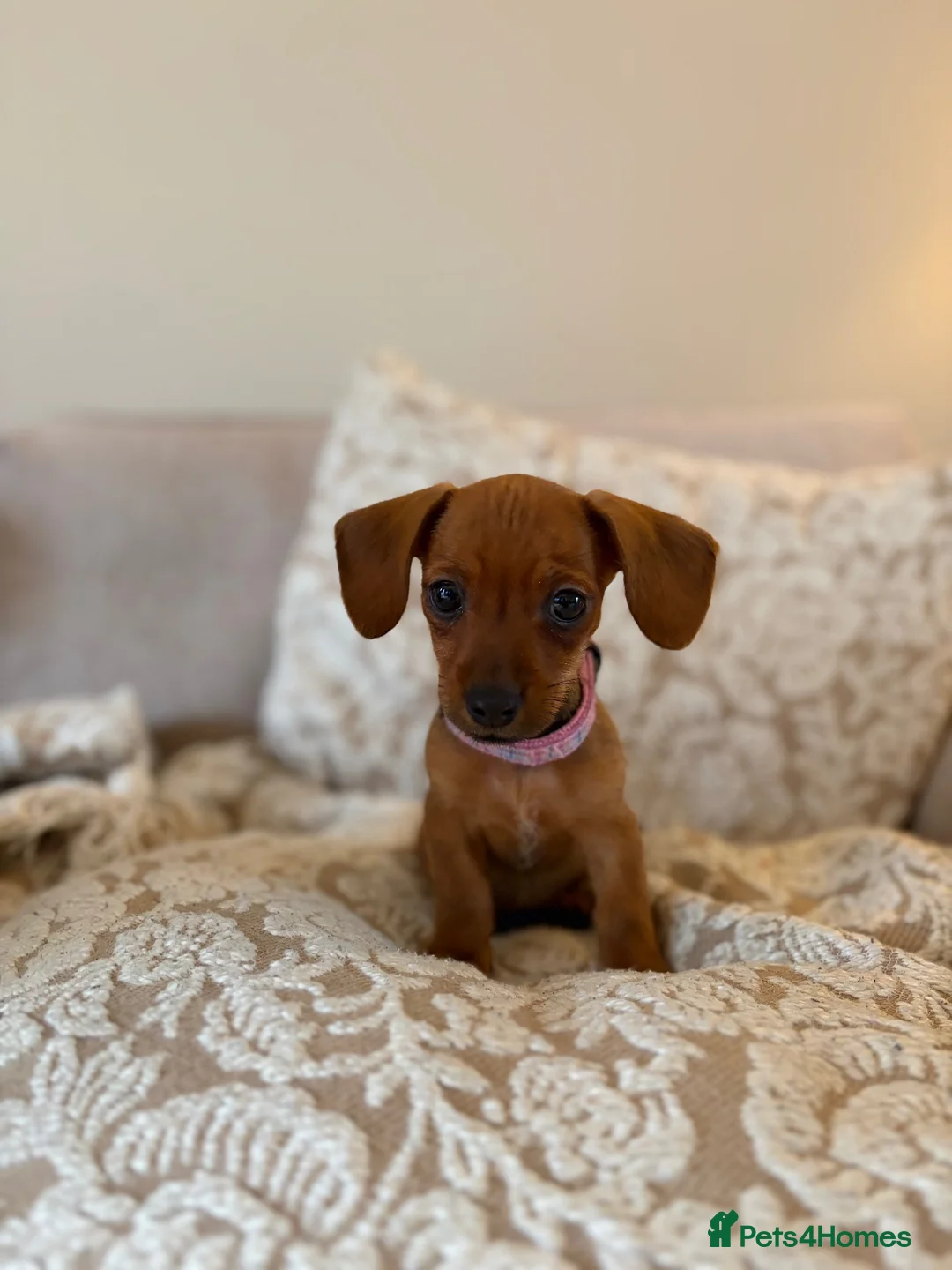 Mixed Breed dogs for sale: Rosie - Advert 2