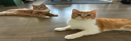 Mixed Breed cats for sale: 2 ginger brothers  - Advert 9