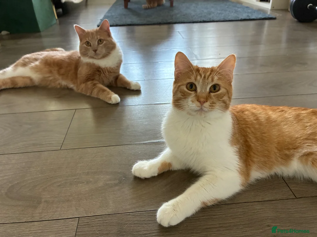 Mixed Breed cats for sale: 2 ginger brothers  - Advert 9