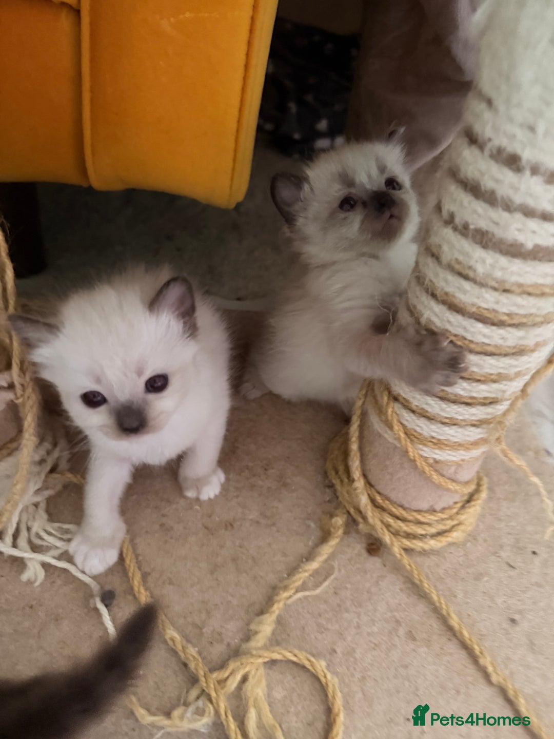Ragdoll cats for sale: Beautiful Dolls  - Advert 11
