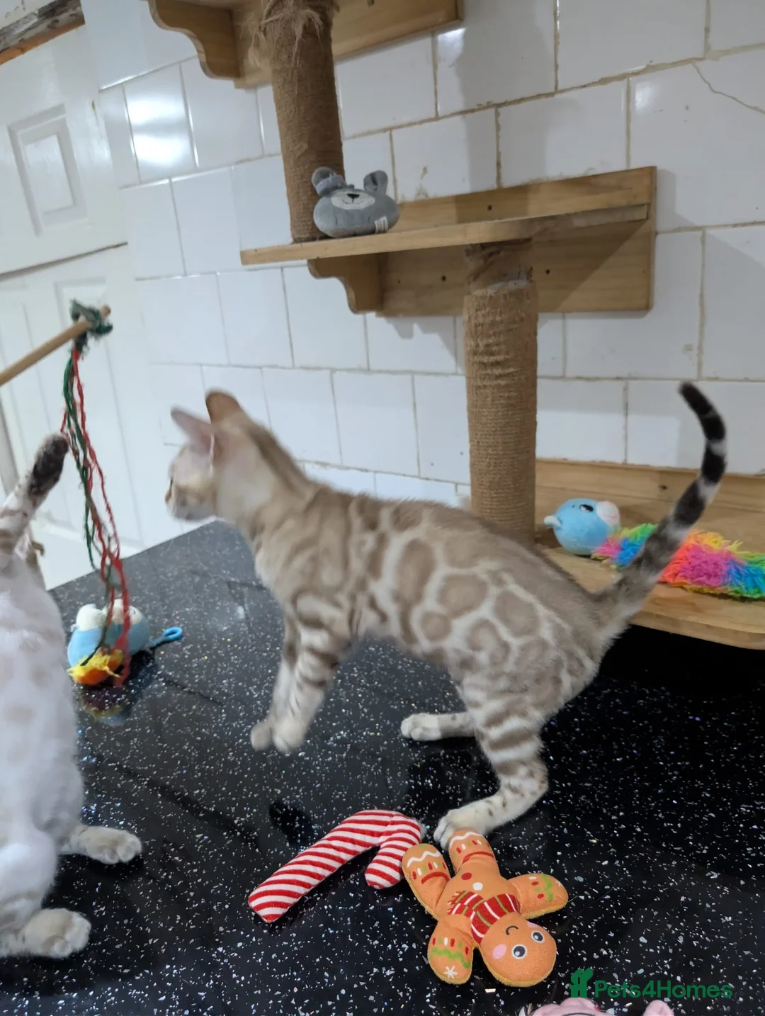 Bengal cats for sale: 🔥✨Pedigree TICA-Registered Bengals - Advert 10