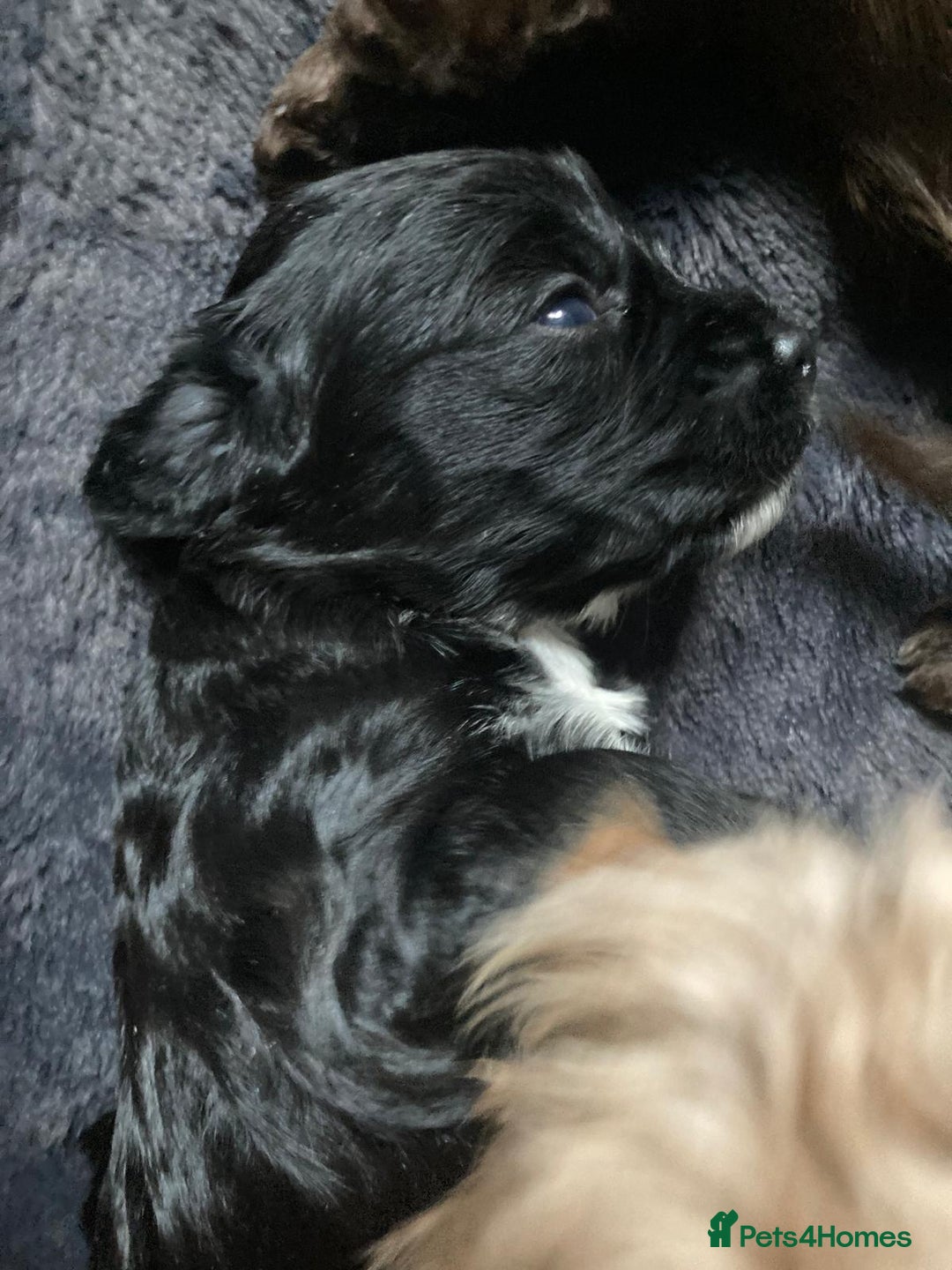 Cockapoo dogs for sale: Beautiful cockapoos F2b - Advert 5