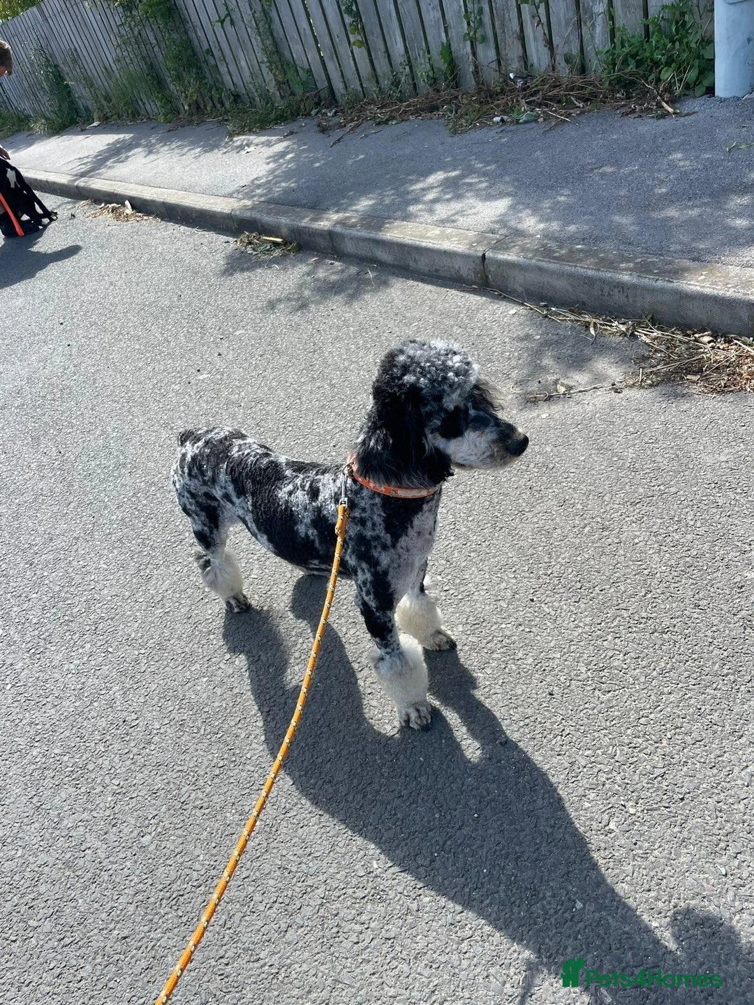 Cockapoo dogs for sale: Beautiful mix litter cockerpoo in Bishop Auckland - Advert 2
