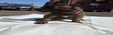 Belgian Shepherd Dog 2