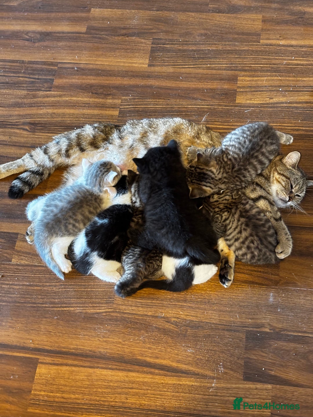 Mixed Breed cats for sale: Scotish straight and mixed  - Image 9