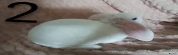 Rex rabbits for sale: 4 baby female Rex's - Advert 6