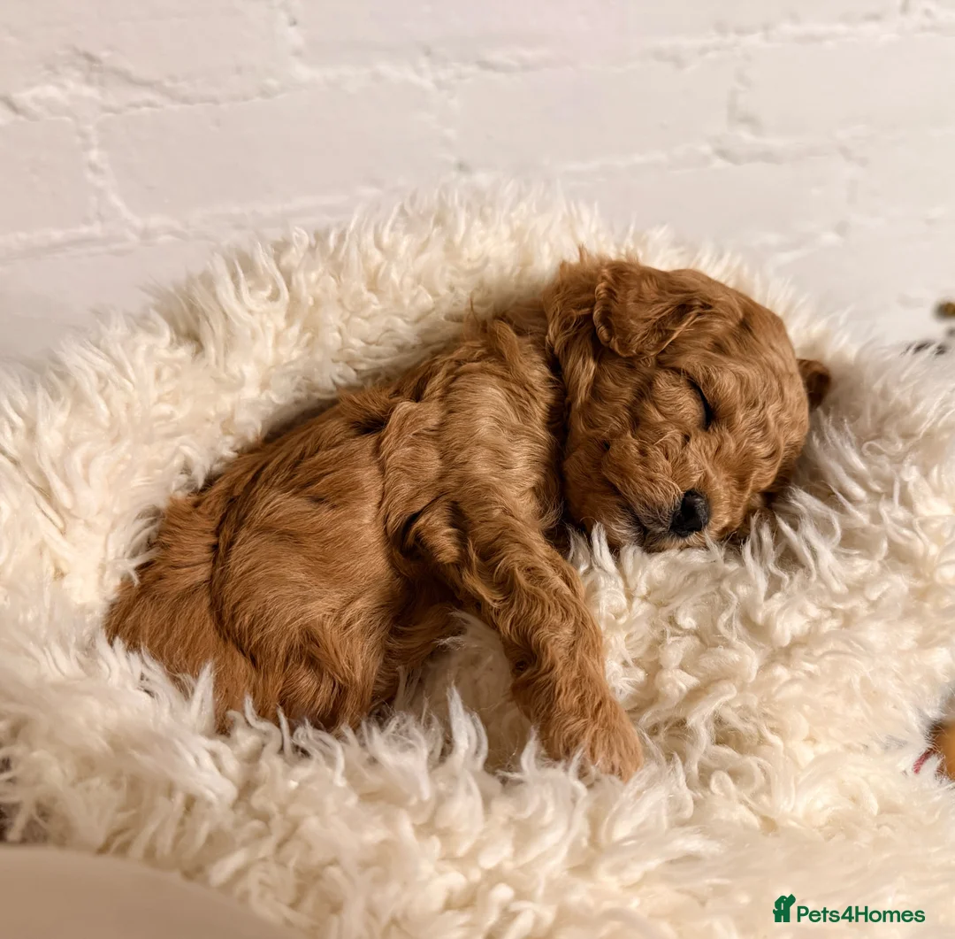 Lhasapoo dogs for sale: Lhasapoo pups (doodles) F1b  - Advert 19