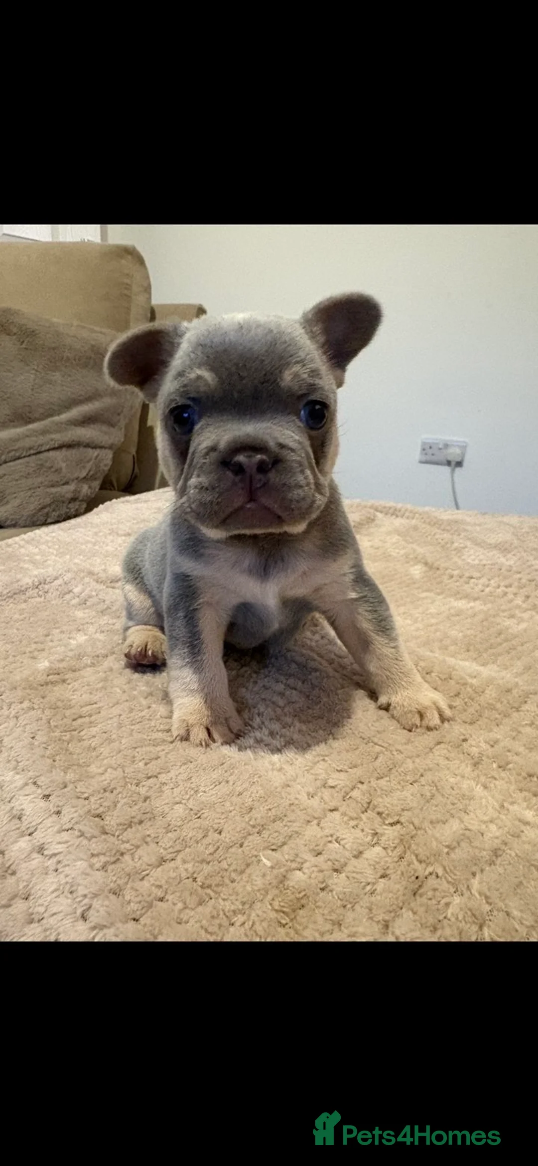 French Bulldog dogs for sale: Male French bulldog puppy in Walsall - Advert 7