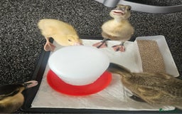 Ducks poultry for sale: Ducklings for sale - Image 4
