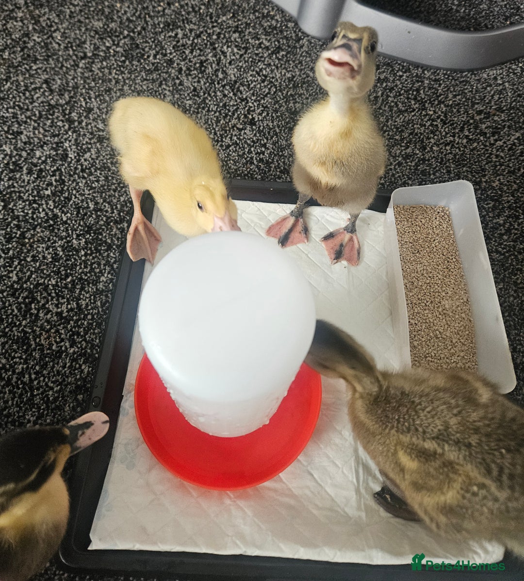 Ducks poultry for sale: Ducklings for sale - Image 4