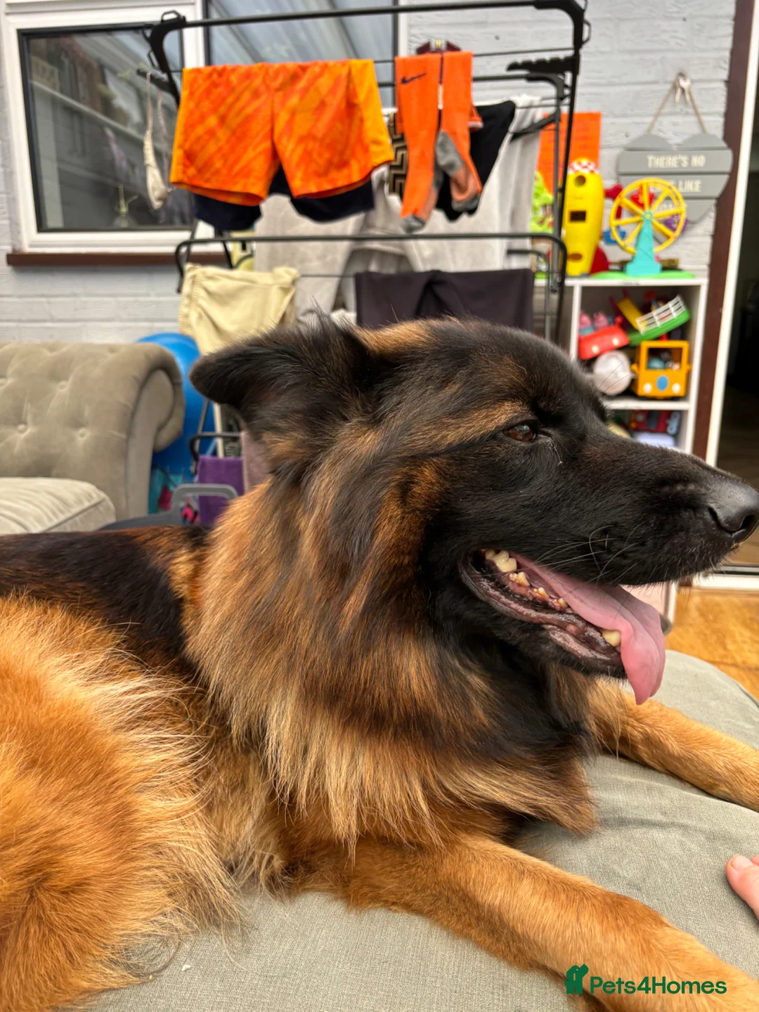 German Shepherd dogs for sale: FOR SALE: Forever home for our gorgeous girl  - Advert 2