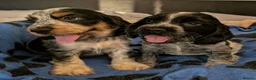 Cocker Spaniel dogs for sale: KC Show Cocker Spaniel Pups Health Tested Parents - Advert 22