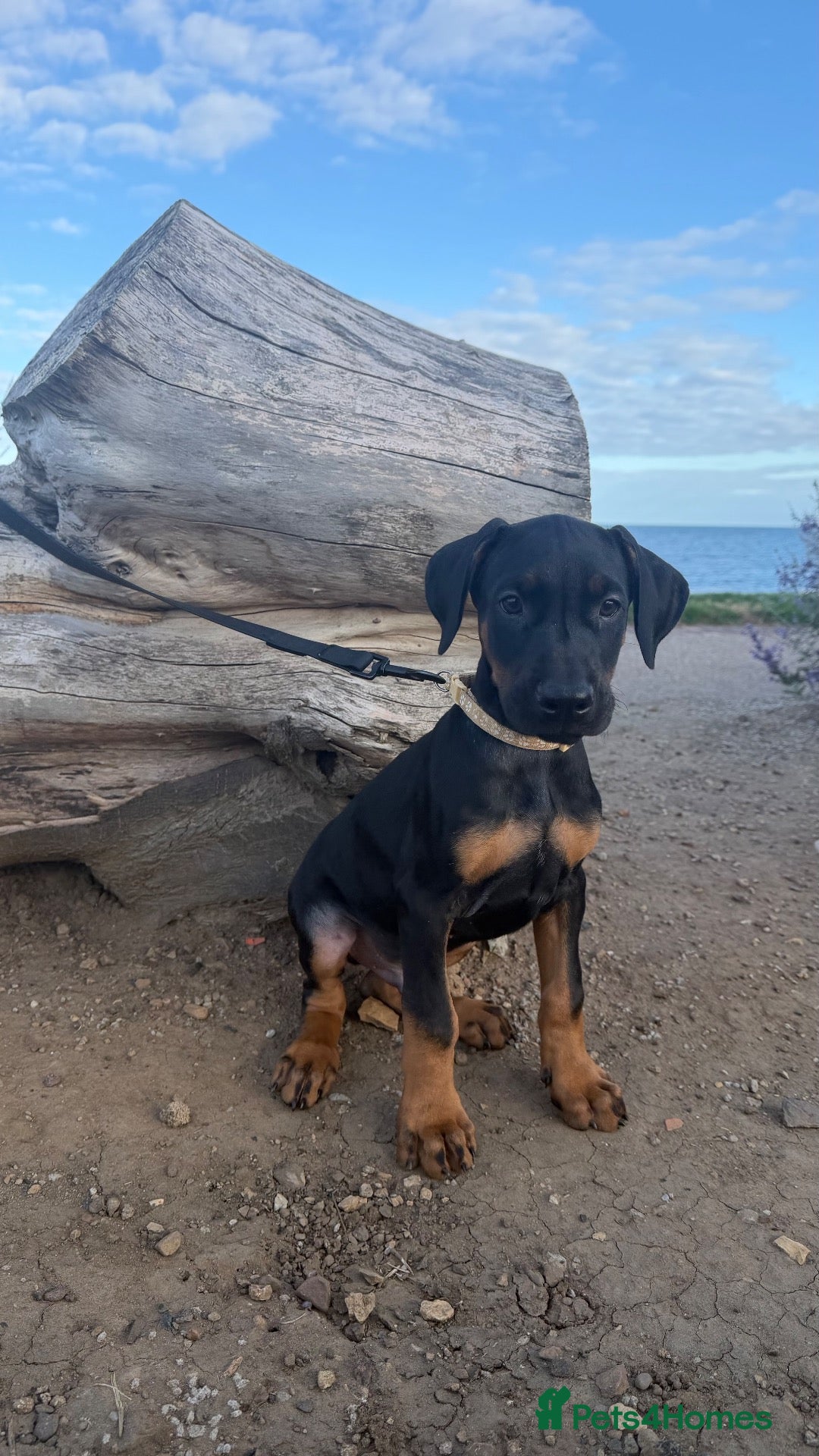 Dobermann dogs READY TO LEAVE!! | Doberman puppies!  - Advert 17