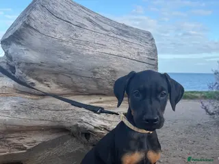 Dobermann dogs READY TO LEAVE!! | Doberman puppies! - Advert 17