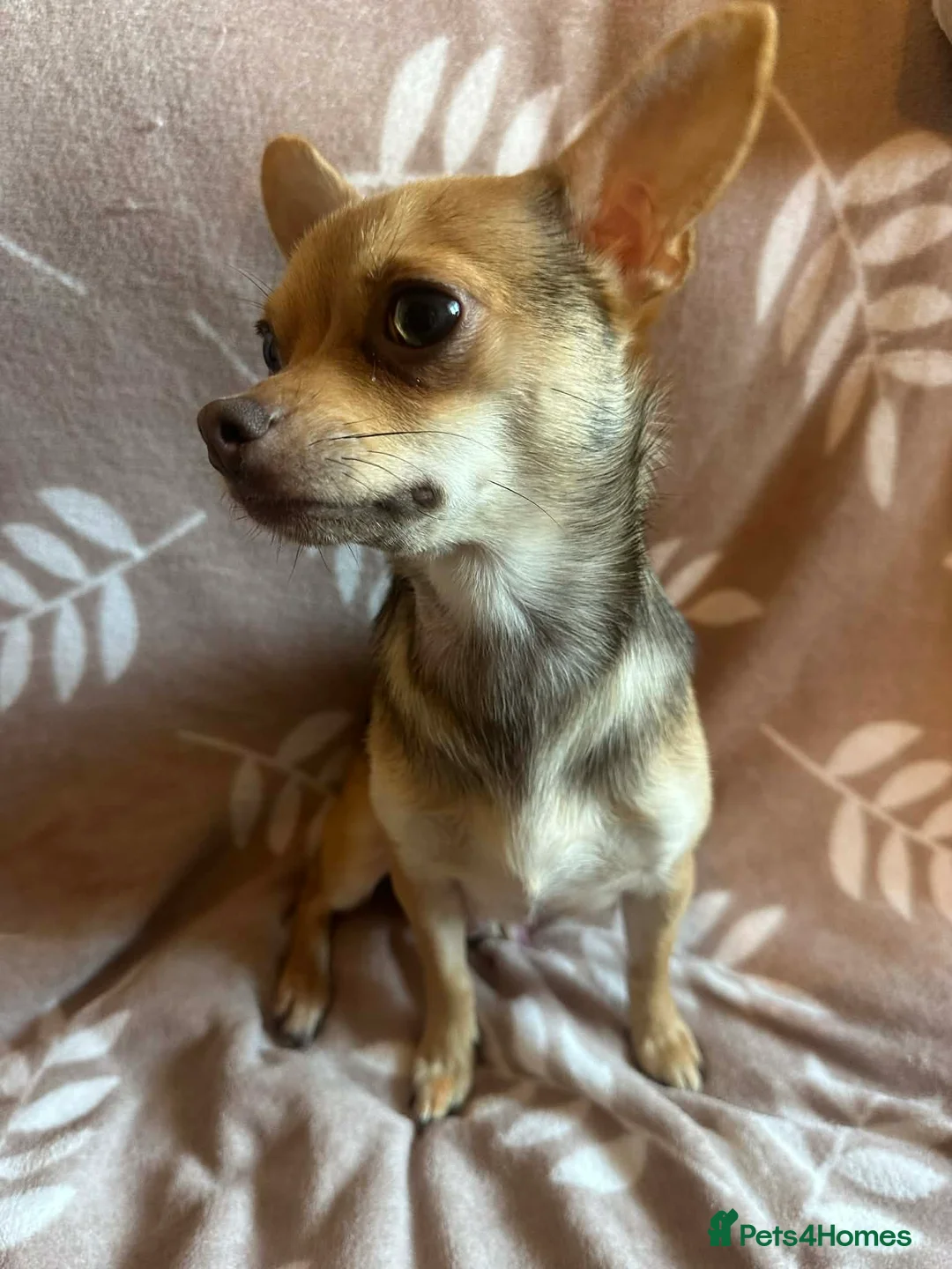 Chihuahua dogs for sale: Chihuahua pups - Advert 11