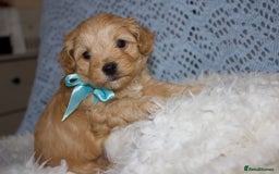 Maltipoo dogs for sale: F1 small Maltipoo puppies - Image 9