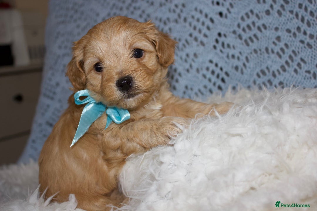 Maltipoo dogs for sale: F1 small Maltipoo puppies - Image 9