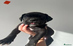 Cane Corso dogs for sale: Yuki X Aries Russian Champ Bloodline Puppies - Image 12