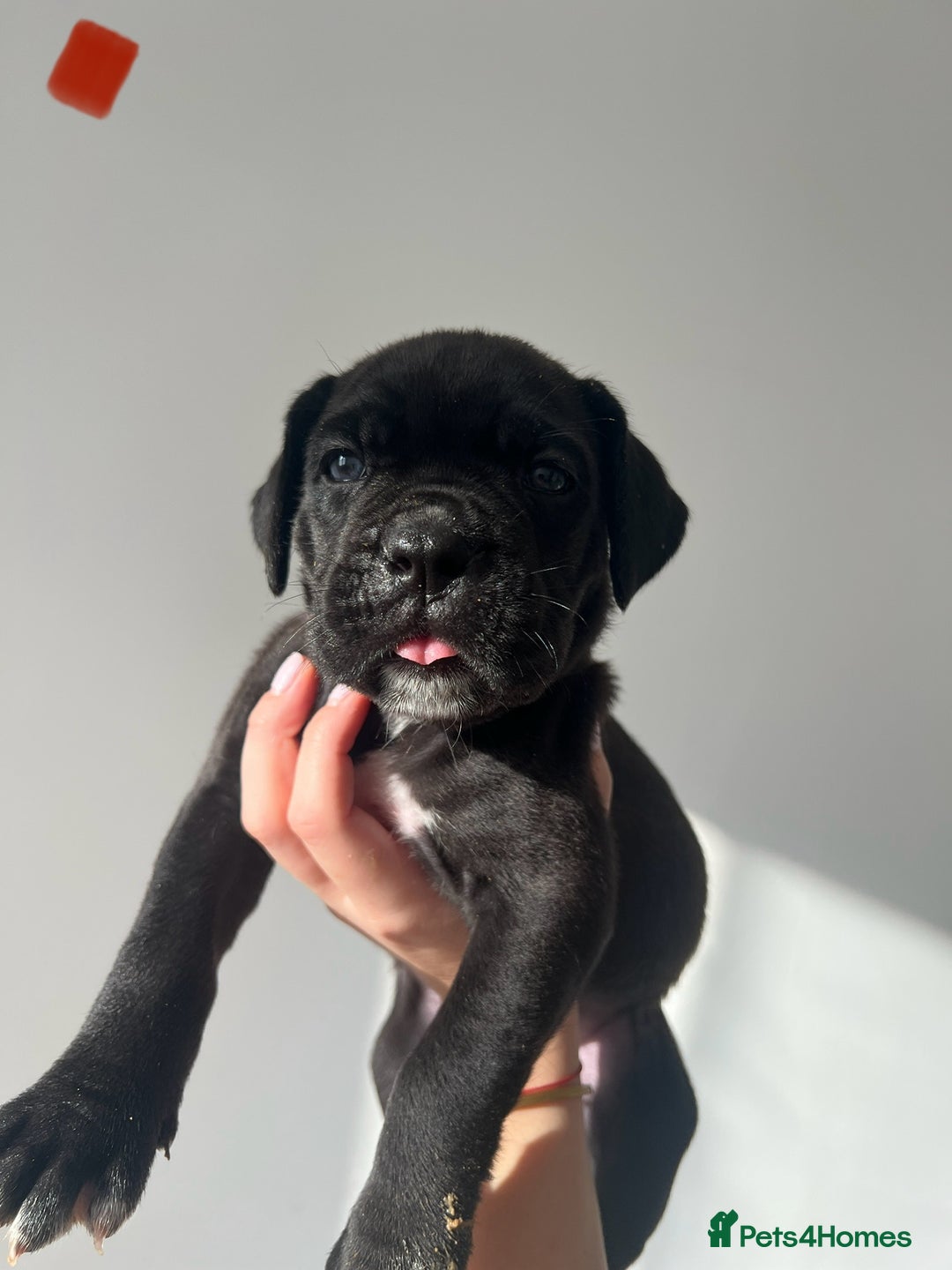 Cane Corso dogs for sale: Yuki X Aries Russian Champ Bloodline Puppies - Image 12