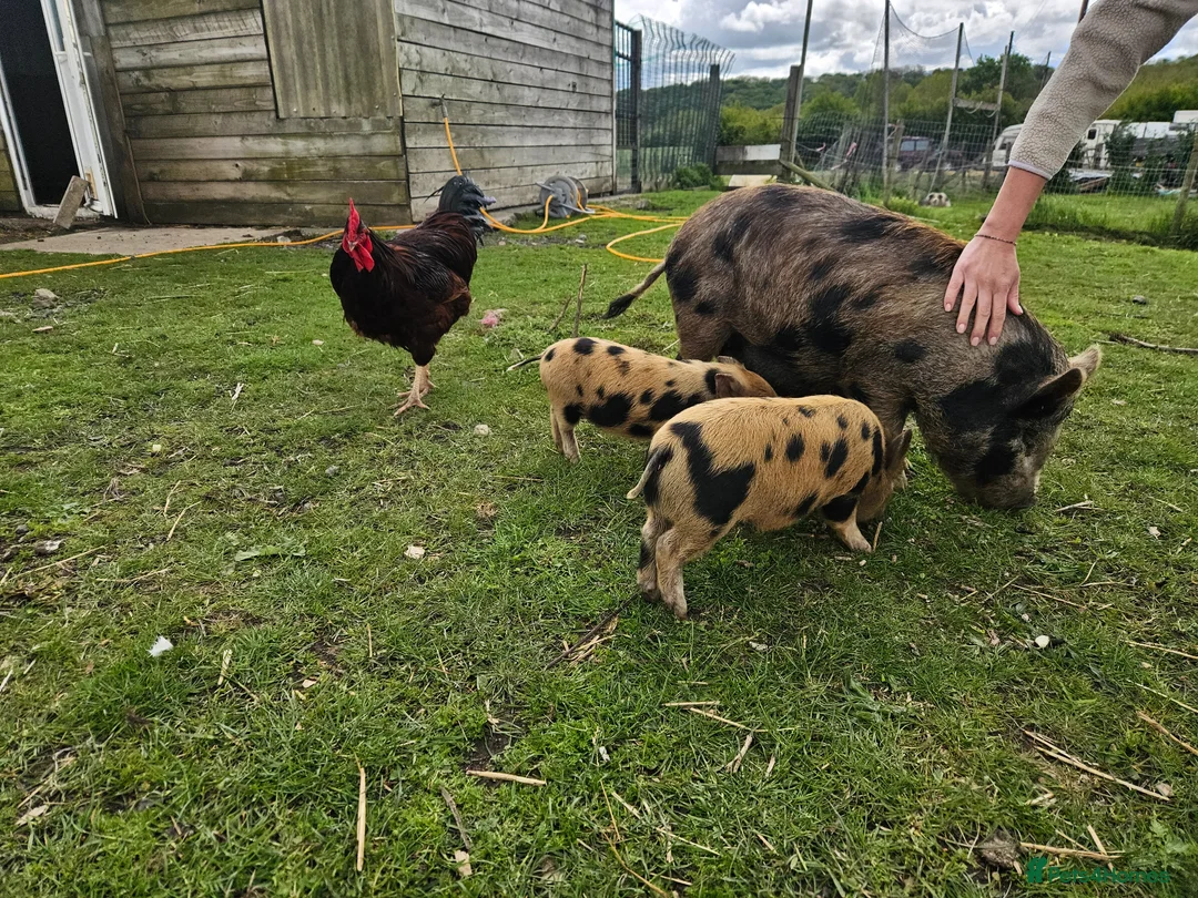 Pig livestock for sale: Miniature pigs  - Advert 5