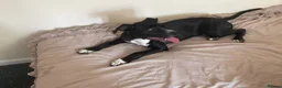 Mixed Breed dogs for sale: Cane corso X Presa canario - Advert 4