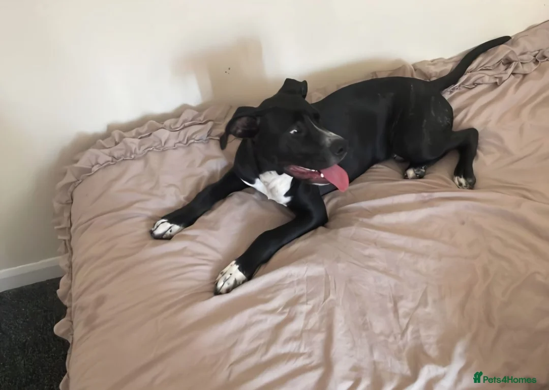 Mixed Breed dogs for sale: Cane corso X Presa canario - Advert 4